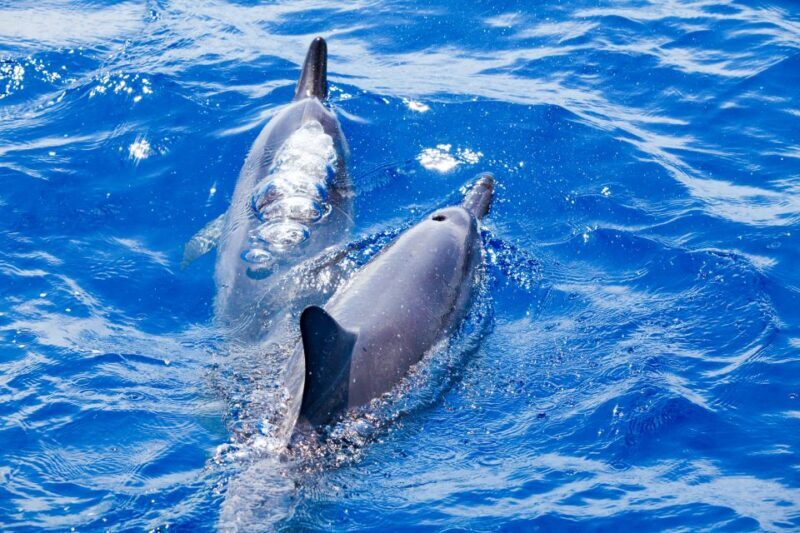 South Maui: Molokini & Turtle Adventure from Maalaea Harbor - Food, Comfort, and Amenities