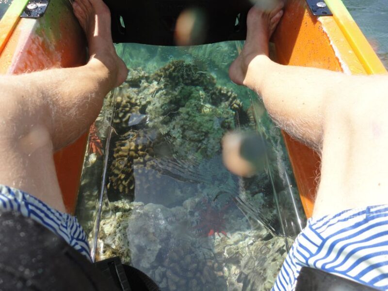 South Maui: Self Guided Clear Bottom Kayak Tour - Final Thoughts