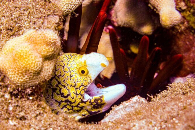 South Maui Shore Dive - What to Expect from the South Maui Shore Dive