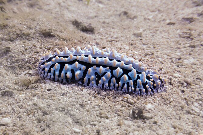 South Maui Shore Dive - A Few Considerations