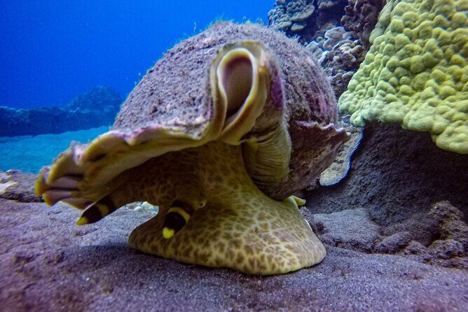 South Maui Shore Dive - Final Thoughts