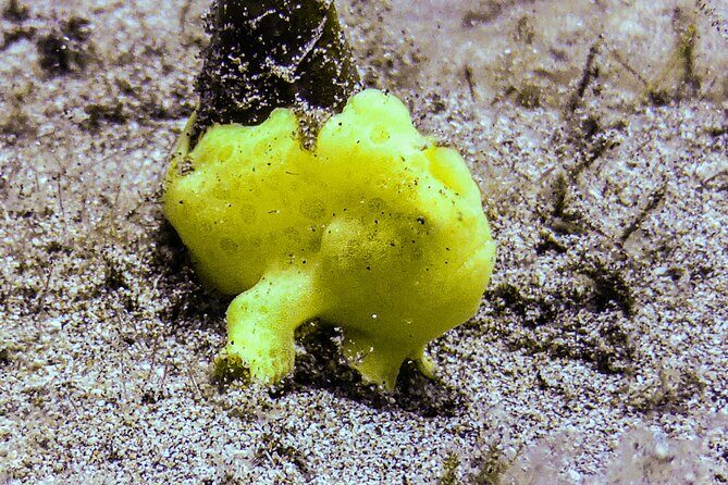 South Maui Shore Dive - FAQ