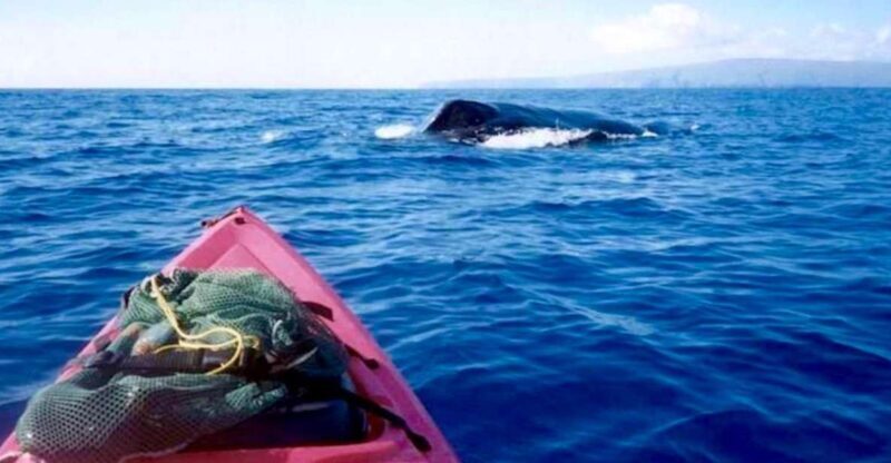 South Maui: Whale Watch Kayaking and Snorkel Tour in Kihei - What to Expect from the Tour
