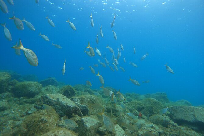South of Tenerife : DSD Scuba Diving for beginners, Adeje - What to Expect from the Tenerife DSD Experience