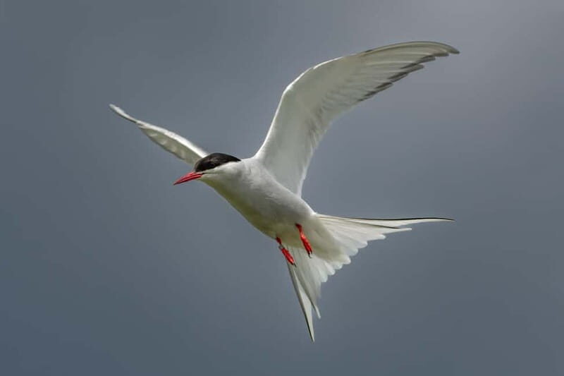 South Queensferry: Birdwatching Cruise with RSPB Guide - Key Points