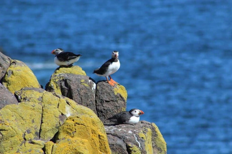 South Queensferry: Birdwatching Cruise with RSPB Guide - The Experience in Detail