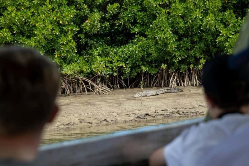 Southern Daintree Explorer Tour - Half Day - A Closer Look at the Itinerary and Highlights