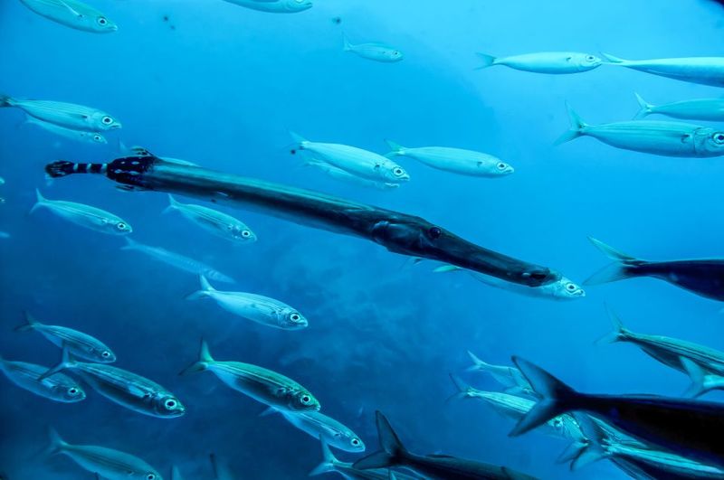 Southern Tenerife: 50-Minute Submarine Dive - Sea-Bed Viewing: Where Rays and Fish Come Closer