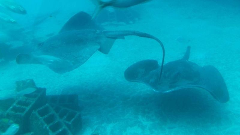 Southern Tenerife: 50-Minute Submarine Dive - Audio Guide in 15 Languages: How to Make the Trip Feel Personal