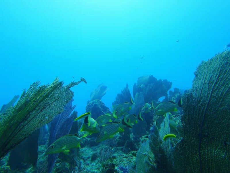 Southpoint Divers: 1-Day Discover Scuba Diving Course - Final Thoughts