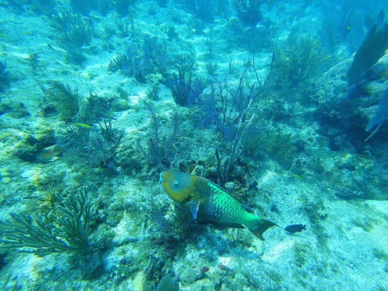 Southpoint Divers: Afternoon Reef Dive Trip - Who Should Consider This Tour?