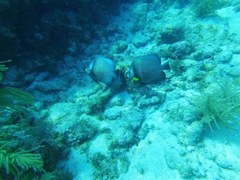 Southpoint Divers: Afternoon Reef Dive Trip - Final Thoughts