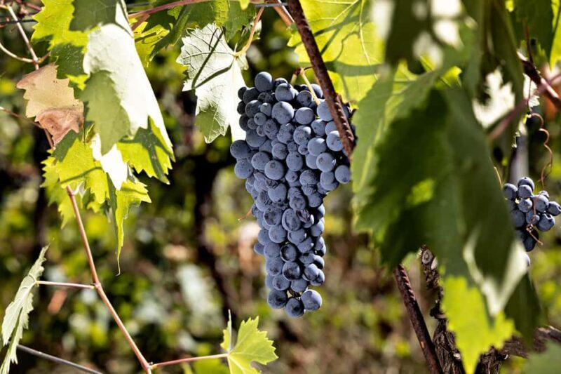 Sovicille: Wine Tasting and Vineyard Visit - The Itinerary in Detail