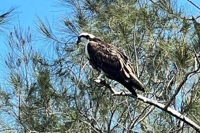 Space Coast Manatee & Coastal Wildlife Kayak Tour - The Value of a Small-Group Eco Tour