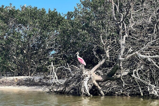 Space Coast Manatee & Coastal Wildlife Kayak Tour - Who Will This Tour Appeal To?