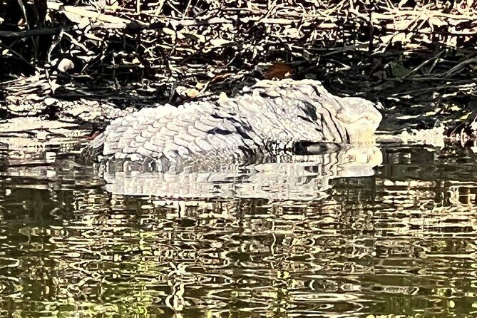 Space Coast Manatee & Coastal Wildlife Kayak Tour - FAQ