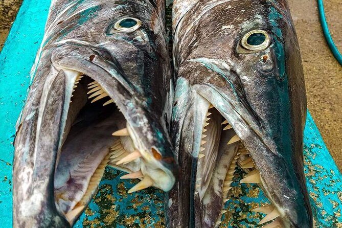 Spearfishing Playa del Carmen or Tulum - What Travelers Say