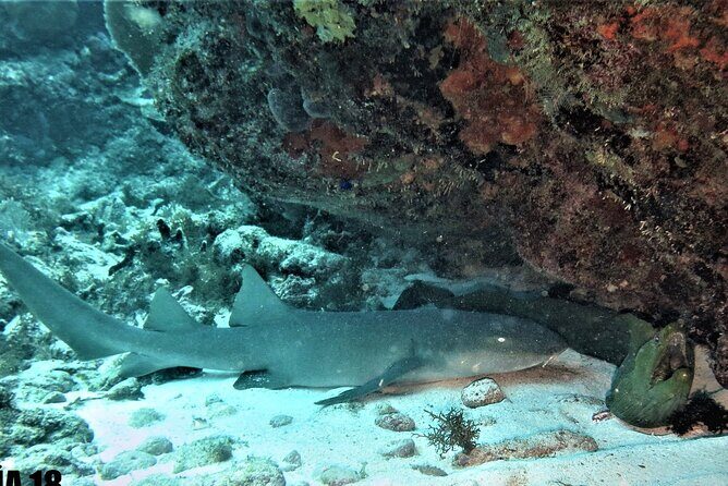 SPECIAL!! 2 Tank Wreck & Drift Reef dives - Review of the 2 Tank Wreck & Drift Reef Dive on Isla Mujeres