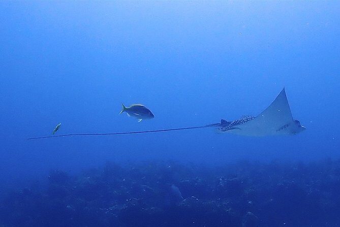 SPECIAL!! 2 Tank Wreck & Drift Reef dives - The Itinerary: Wrecks and Reefs in One Trip