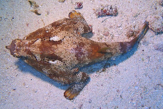 SPECIAL!! 2 Tank Wreck & Drift Reef dives - Final thoughts: Who should consider this tour?