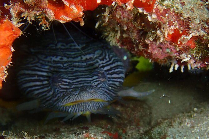 SPECIAL!! 2 Tank Wreck & Drift Reef dives - FAQ