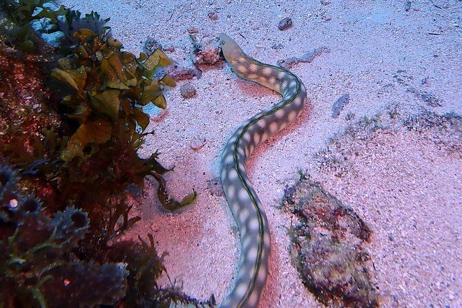 SPECIAL!! 2 Tank Wreck & Drift Reef dives - Final Takeaway