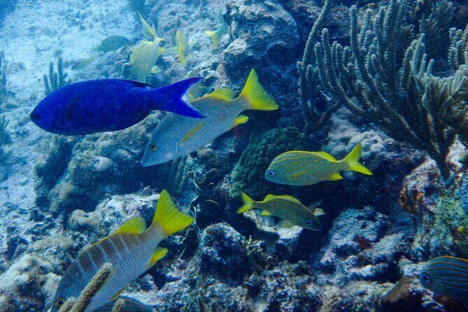 SPECIAL! Snorkel at MUSA - The Underwater Museum Reservation - Key Points