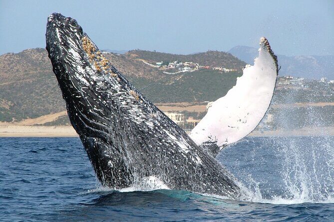 Speed Boat Whale Watching Tour - The Experience: What to Expect