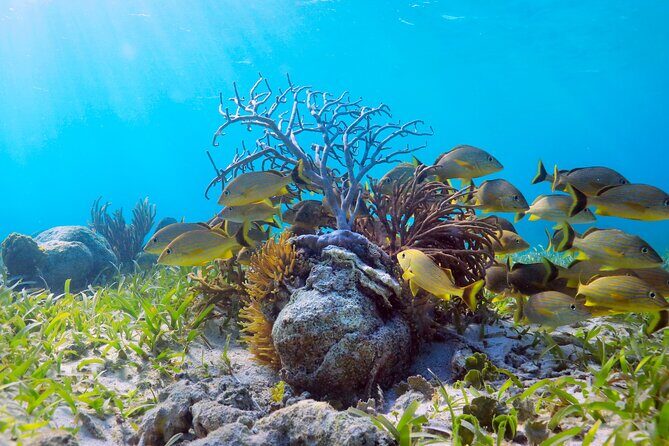 Speed Through Cancun: Explore Mangroves, Reefs & MUSA in One Tour - Breaking Down the Tour Experience