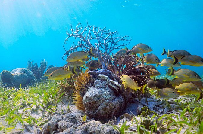 Speed Through Cancun: Explore Mangroves, Reefs & MUSA in One Tour - FAQ