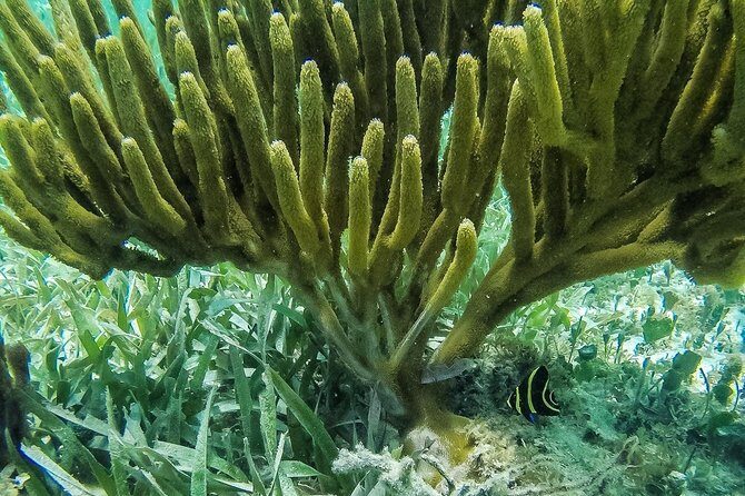 Speedboat and snorkel tour: Single Passenger Boat - Who Should Consider This Tour?