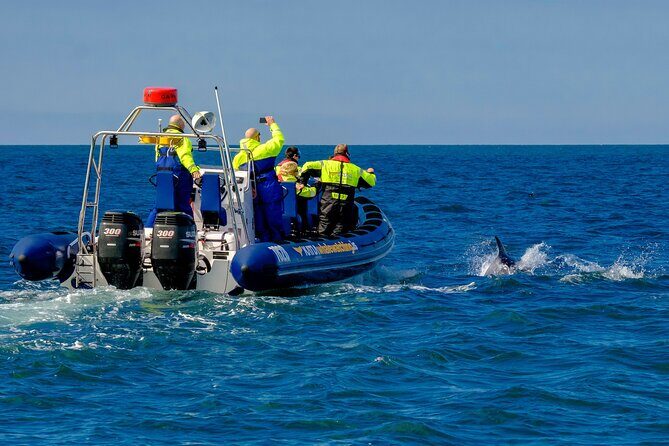 Speedboat Whale Watching Small-Group Tour in Reykjavik - The Actual Experience: What You Can Expect
