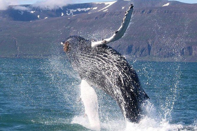 Speedboat Whale Watching Small-Group Tour in Reykjavik - The Wildlife You Might Encounter