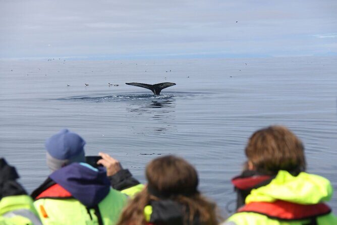 Speedboat Whale Watching Small-Group Tour in Reykjavik - The Weather Factor: Planning and Flexibility