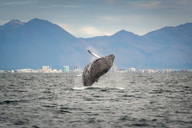 Speedboat Whale Watching Small-Group Tour in Reykjavik - The Pros and Cons in a Nutshell