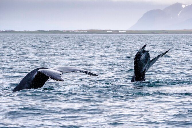 Speedboat Whale Watching Small-Group Tour in Reykjavik - Who Should Consider This Tour?