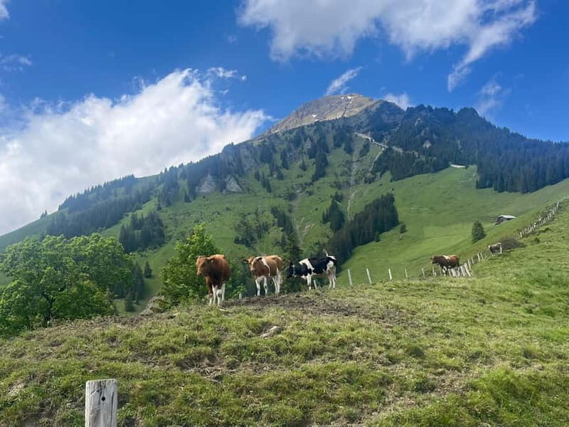 Spiez: Summit Mt. Niesen with a Swiss Triathlete - Exploring the Details of the Mt. Niesen Hike