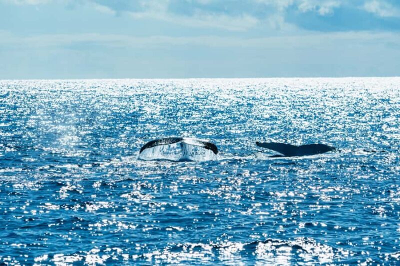 Spirit of Gold Coast 2.5-Hour Whale Watching Tour - The Core of the Experience