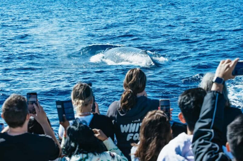 Spirit of Gold Coast 2.5-Hour Whale Watching Tour - What to Expect During the Trip