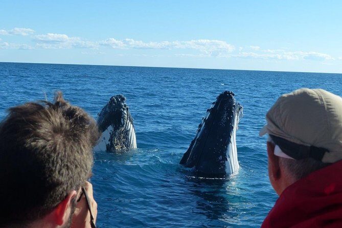 Spirit of Hervey Bay Whale Watching Cruise - The Benefits of a Fully Equipped Vessel
