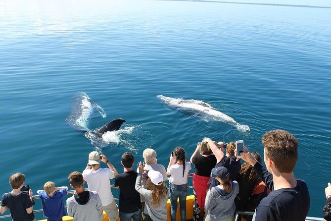 Spirit of Hervey Bay Whale Watching Cruise - The Real Experience: What Travelers Are Saying