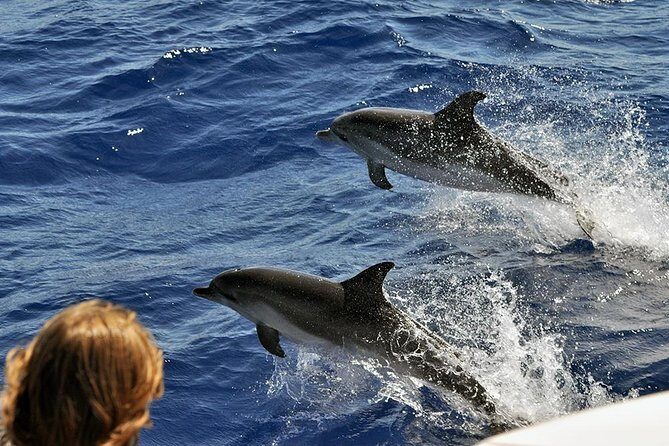 Spirit of the Sea: Cetacean sighting in Gran Canaria - Who This Tour Is Best For