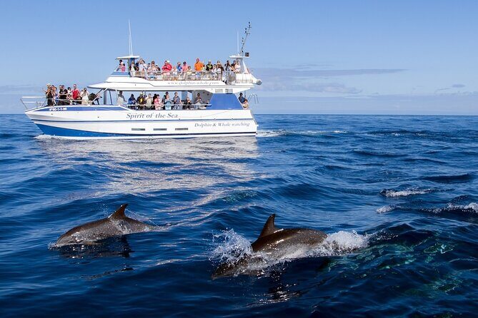Spirit of the Sea: Cetacean sighting in Gran Canaria - Final Thoughts