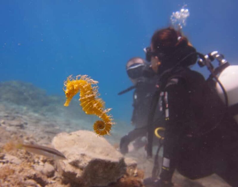 Split-Makarska-Brela Try SCUBA Dive - The Reviews Speak Volumes