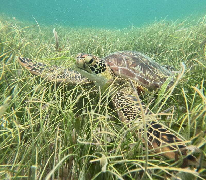 sport fishing and snorkeling in the reef in costa maya - Exploring Costa Maya: Sport Fishing and Snorkeling in the Reef