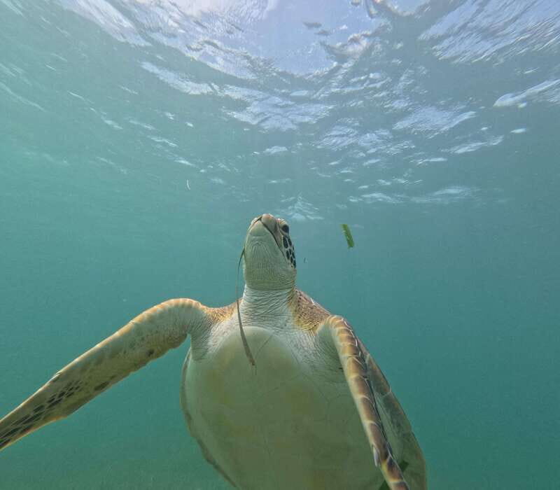 sport fishing and snorkeling in the reef in costa maya - A Deep Dive into the Experience