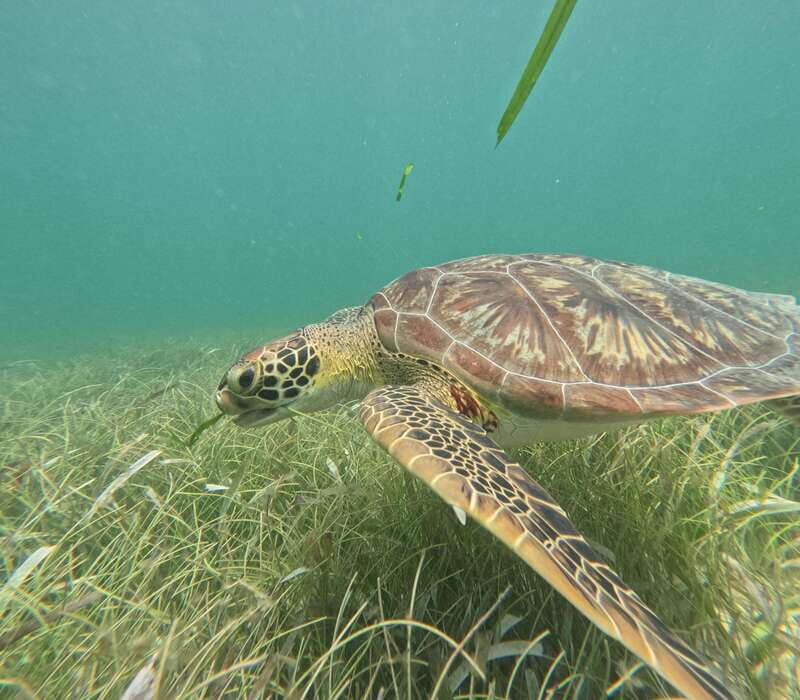 sport fishing and snorkeling in the reef in costa maya - FAQ