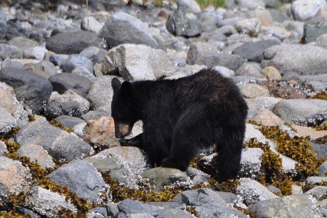 Spring Bear and Waterfall Tour - Wildlife Watching