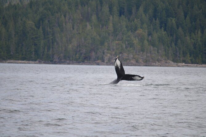 Spring Bear and Waterfall Tour - What’s the Experience Like?