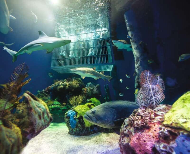 Springfield: Wonders of Wildlife National Museum & Aquarium - Key Points